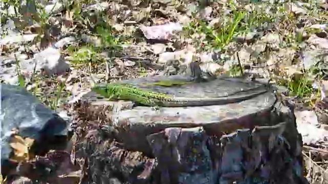 Зеленая ящерица, весна смотреть онлайн