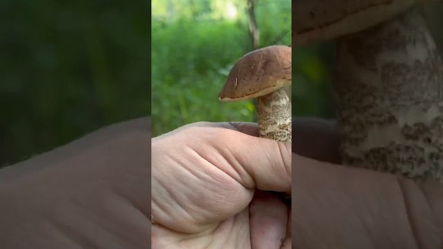 Подберёзовики красавчики ! Грибы 2023 ! смотреть онлайн