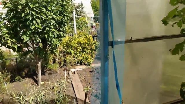Алешенкин виноград в теплице