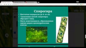 Биология 7 класс 9-11 неделя Водоросли. Мхи