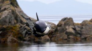 Косатка застряла на скалистом берегу. 8 часов люди делали все возможное чтобы ей помочь