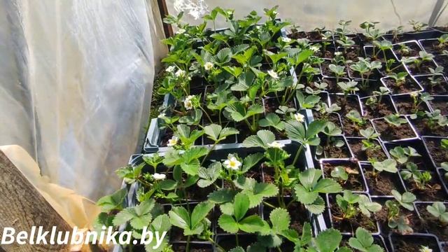 Первомай. Высаживаю остатки фриго. Аврора Карима, Лючия, Надя, Моллинг столетие. Belklubnika.by смотреть онлайн