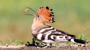 Удод - интересные факты (Фото, видео, звуки)