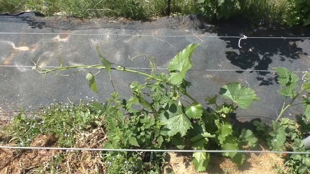 Жирование винограда - проблема сезона 2023. Как справиться смотреть онлайн