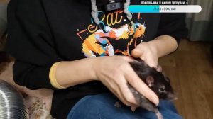 Стрижка когтей у крыс, показываем крупным планом ?