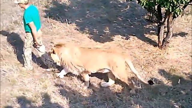 Олег Зубков со своими Львами смотреть онлайн
