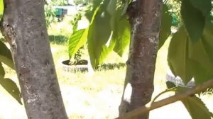 О вреде ловчих (клеевых) поясов на плодовых деревьях