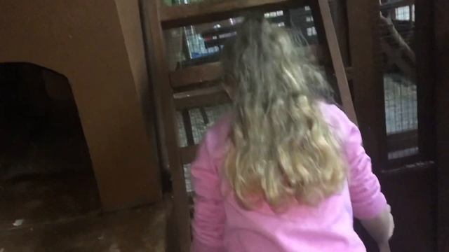 Контактный зоопарк Страна Енотия в Херсоне в ТРЦ Фабрика. продолжение супер приключений Макса и Юл смотреть онлайн