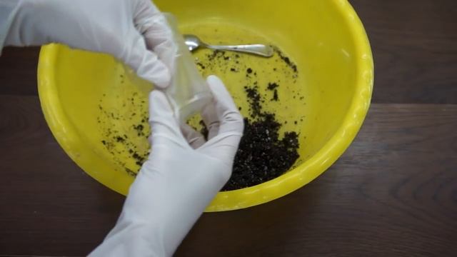 Пасынки на фиалке:удаление и укоренение. смотреть онлайн