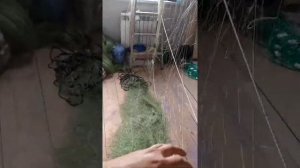 Сеть на Толстолобика