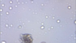 Капля воды под микроскопом р. Кострома
