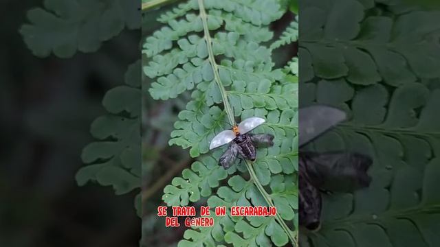 Escarabajo de los hongos Ellipticus crocicollis?Familia Erotylidae#insectos#coleoptera#natural смотреть онлайн