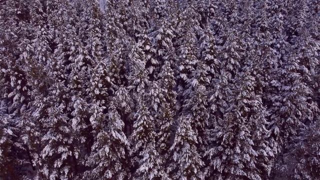 Природа. Снежный Лес