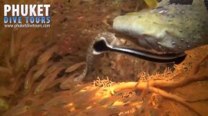Дайвинг на Пхукете -  Ко Док Маи
