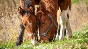 Вместе навсегда - Красивая музыка Сергея Грищука | Музыка для души