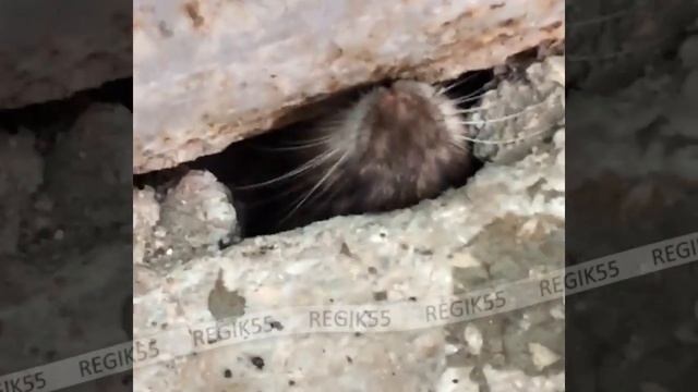 Бесстрашный грызун, Омск смотреть онлайн