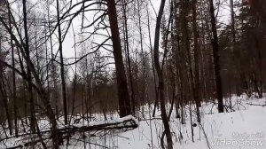 Куница в кулёмке.