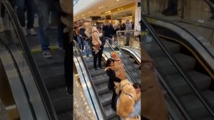 Собаки в бразильском торговом центре