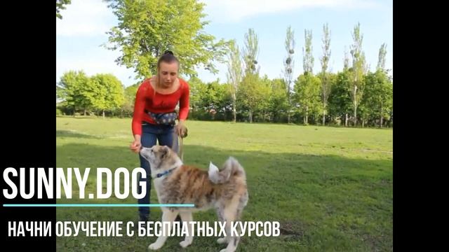 Как научить собаку команде Сидеть? Важные моменты по обучению команды Сидеть. смотреть онлайн