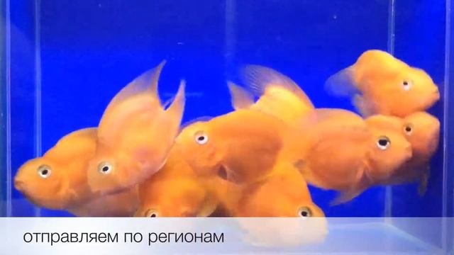 Цихлида Попугай сердечко жёлтый Yellow Heart Shape Parrot (Cichlasoma Hybrid) продажа оптом смотреть онлайн