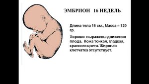 Внутриутробное развитие плода. Критические периоды в развитии