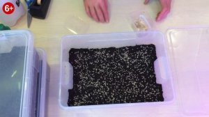 Как посадить семена Павловнии? Выращивание Павловнии из семян.