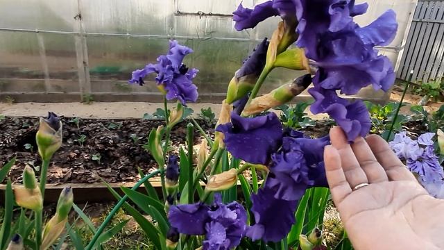 Ирисы пик цветения смотреть онлайн