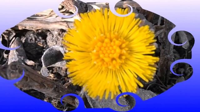 Мать-и-мачеха. Солнечный цветок! смотреть онлайн