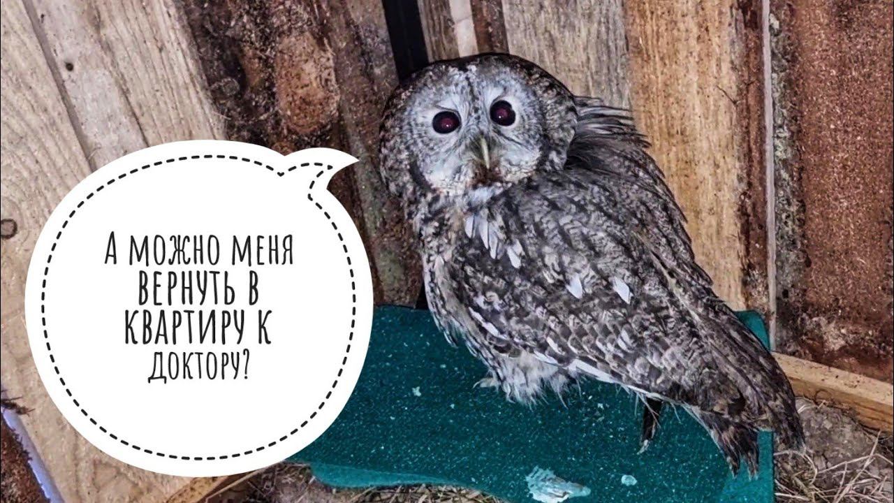 Все совы оттаяли и потекли, с крыш падает лёд, птиченьки мокренькие, а ястреб Клюква нет