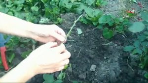 Выращивание роз из черенков в августе .