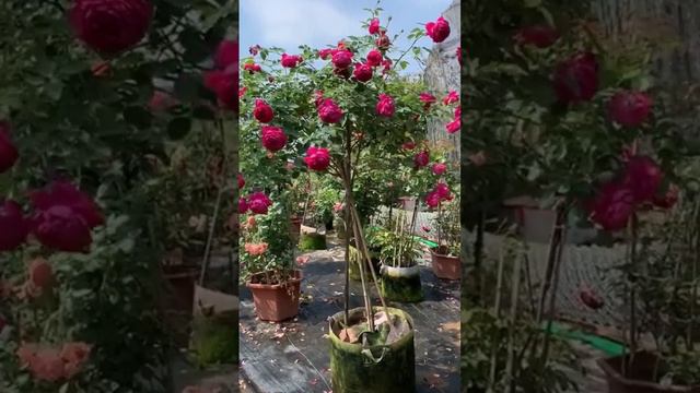 Perfect Tree Rose In The Garden #rose #rosegarden #rose #beaufiful