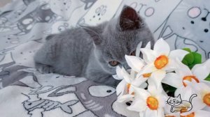 Умница и красавица. Голубая британская кошечка