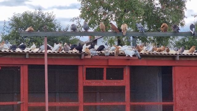 За голубей выслушал и сделал по своему смотреть онлайн