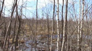 Древние сооружения Вологодского Индомана ч. 2. Загадочное  болото, таинственные валы и новые находк