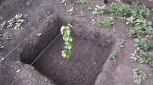 Виноград в Башкирии, второй год посадки