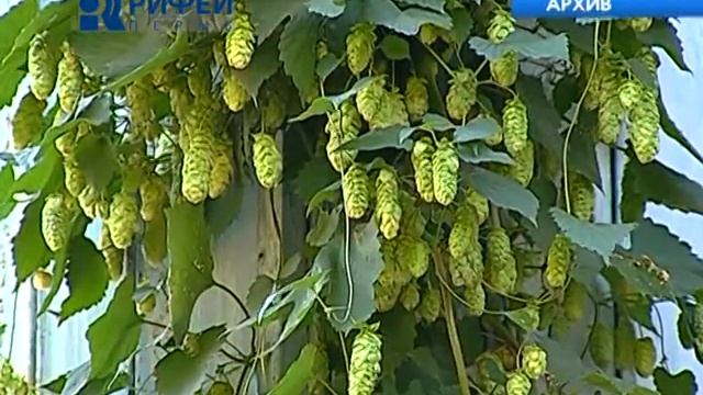 Сюжет. Красивый двор смотреть онлайн