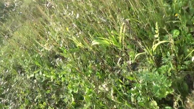 2 месяца не был в огороде что из этого вышло.mp4