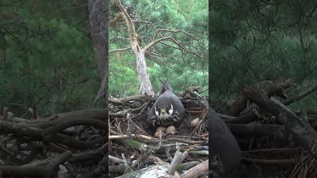 The hobby falcon sits on the nest #Shorts