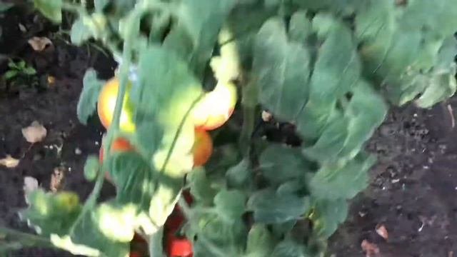 Томат Бархатный. Необычные томаты. смотреть онлайн