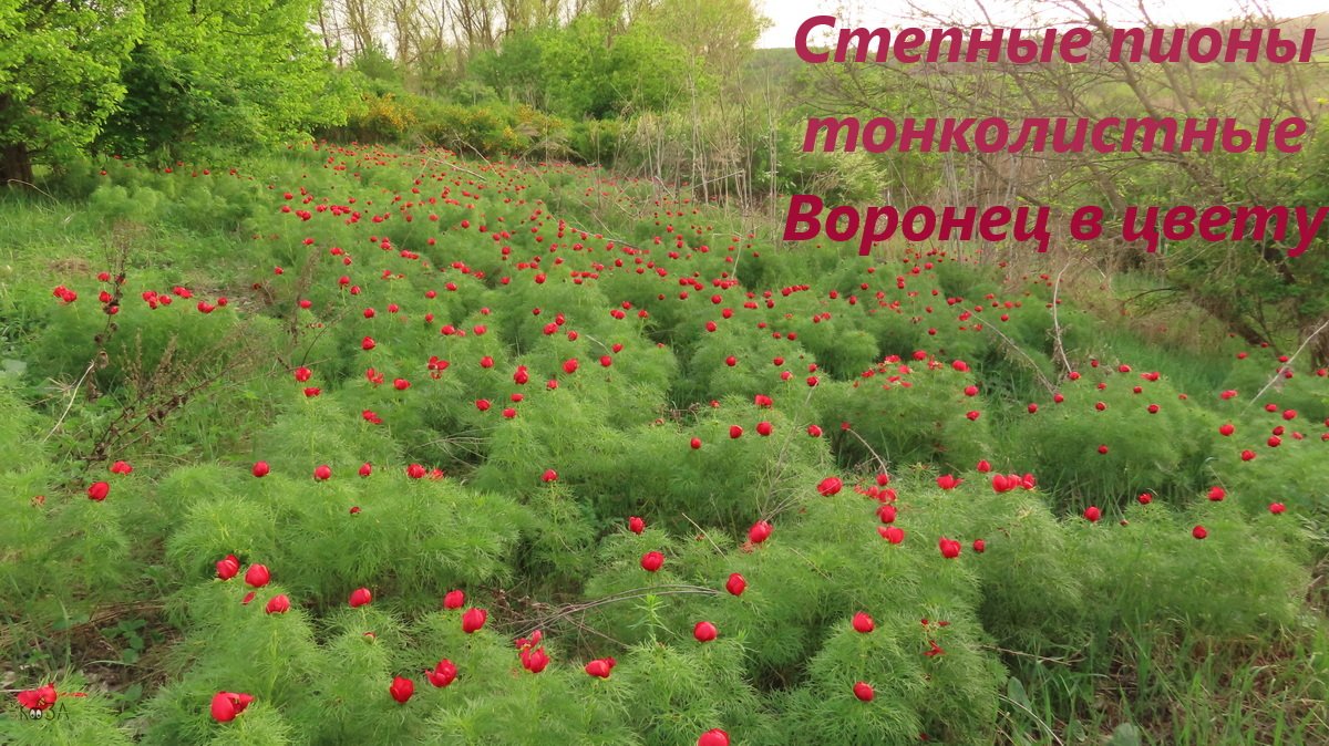 Воронец цветёт, соловей поёт. Алые пионы. Склоны с пионами тонколистными