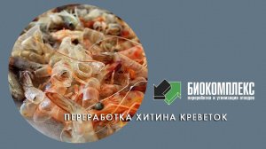 Переработка хитина креветок