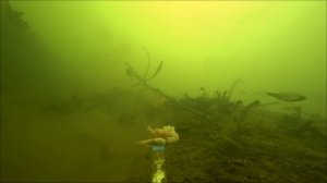 Эта РЫБА обожает креветку! Рыбалка на креветку. Подводная съемка