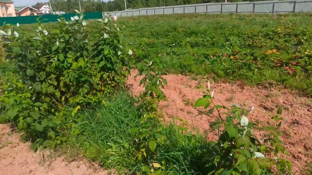 Плантация малины рядом с клубникой на 15 августа 2022 г. смотреть онлайн