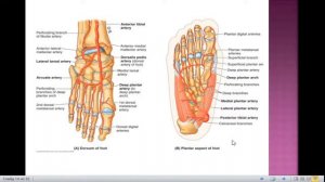 Анатомо-топографические принципы кровоснабжения и иннервации органов БП, таза, нижней конечности.