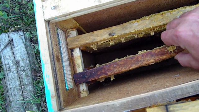 Поздние отводки пчел осенью. смотреть онлайн