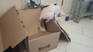 Друзья Флета/Ворует кабачок/Взвешиваю Беса