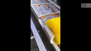 Линия мойки орехов и овощей JP-500