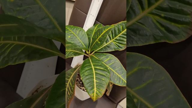 Кодиеум Petra смотреть онлайн