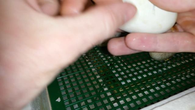 Инкубация гусиных яиц в инкубаторе Квочка МИ 30 -1 Температурный режим смотреть онлайн