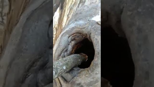 лесная куница в дупле смотреть онлайн